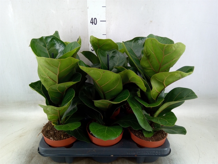 <h4>Ficus lyrata 'Bambino'</h4>