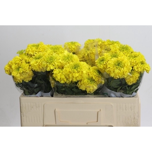Tagetes Marigold Promise Yellow
