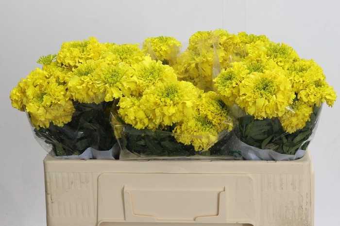 <h4>Tagetes Marigold Promise Yellow</h4>