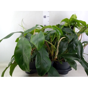Philodendron   ...