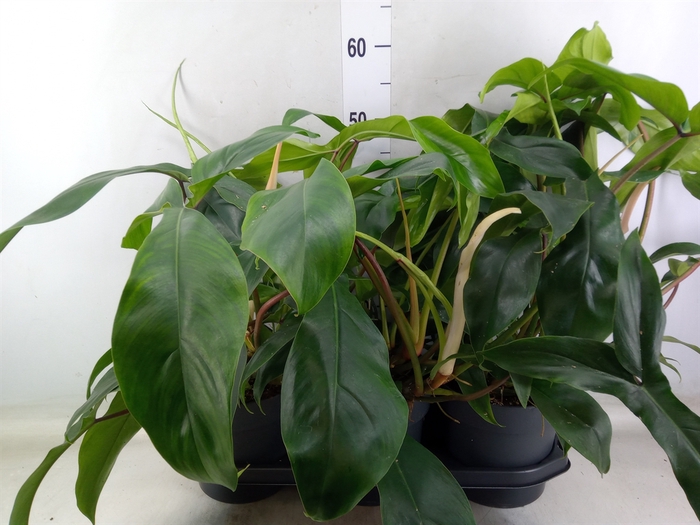 <h4>Philodendron   ...</h4>