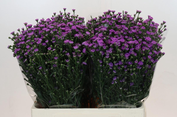 <h4>Aster Baby Pink</h4>