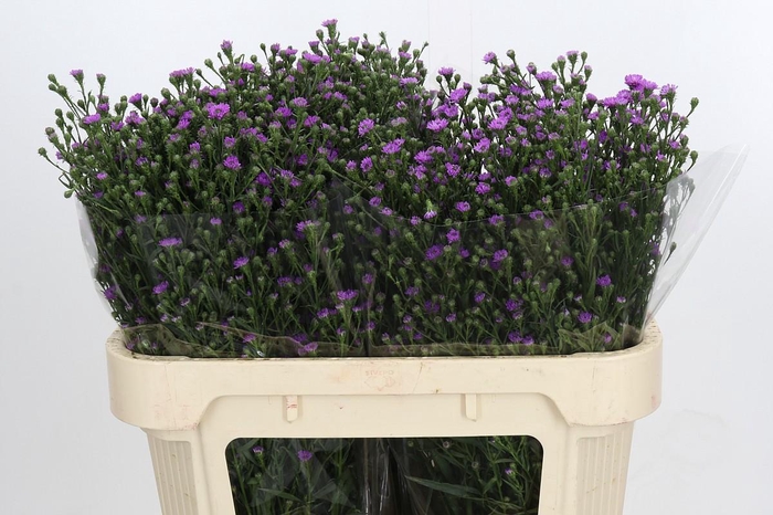 <h4>Aster Baby Pink</h4>