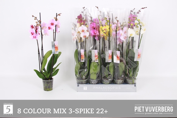 <h4>PHAL GEM 8 KL</h4>