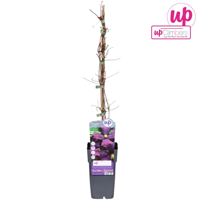 <h4>Clematis Viticella 'Etoile Violette' P15</h4>