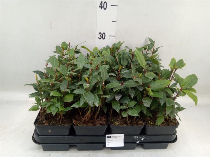 <h4>Laurus nobilis</h4>