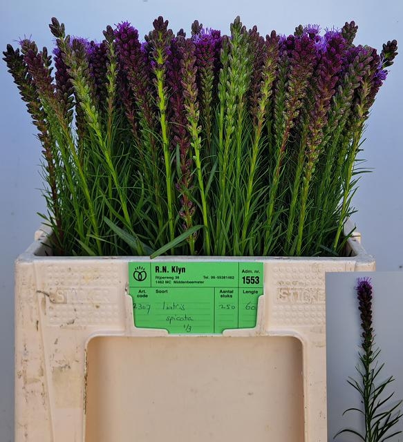 <h4>LIATRIS SPICATA</h4>