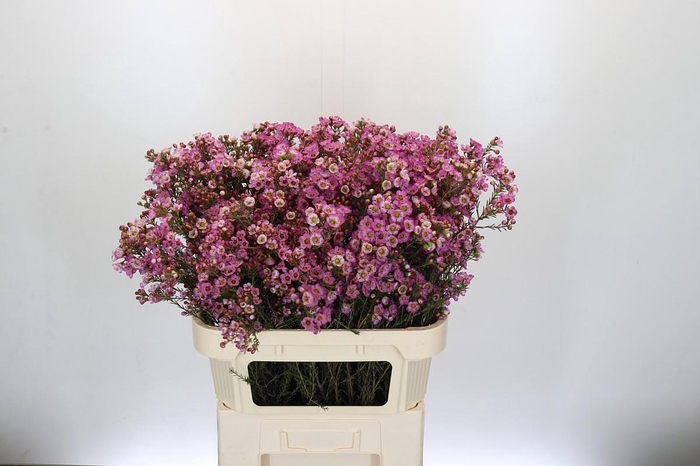 <h4>Chamelaucium Adi</h4>