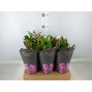 Dendrobium nob. 'Bouquet Prpl Rain'