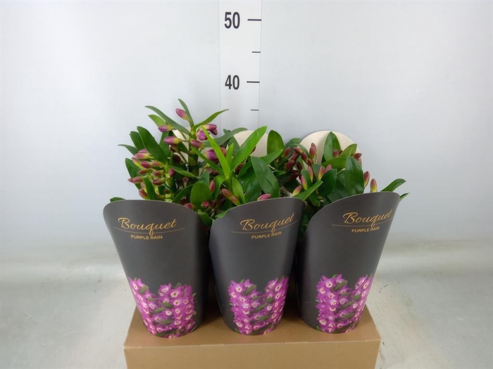 <h4>Dendrobium nob. 'Bouquet Prpl Rain'</h4>