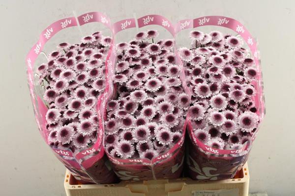 <h4>Chr San Sweetheart</h4>