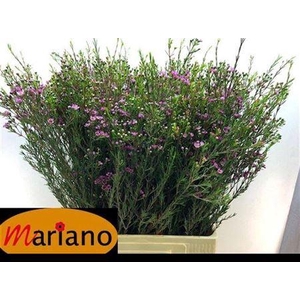 Chame Un Purple Pride