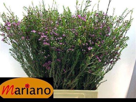 <h4>Chame Un Purple Pride</h4>