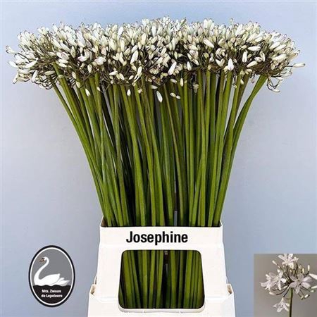 Agapanthus Josephine