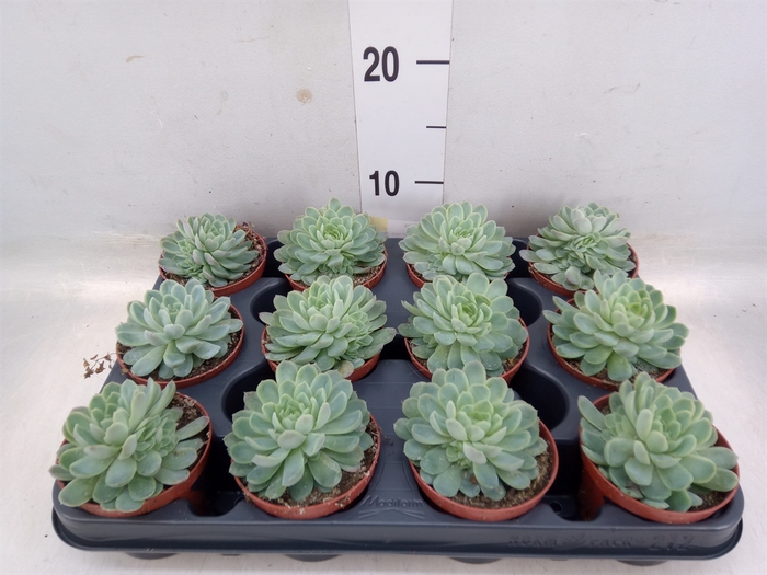 <h4>Echeveria elegans</h4>