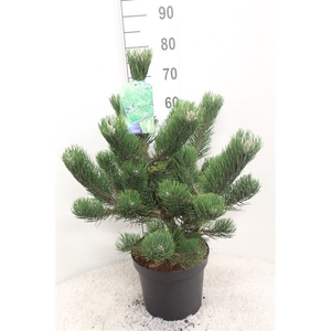 Pinus nigra 'Oregeon Green' P26 potgedrukt