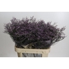 Limonium Safora Lilac