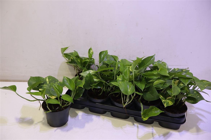 <h4>arr8 Epipr Aureum</h4>