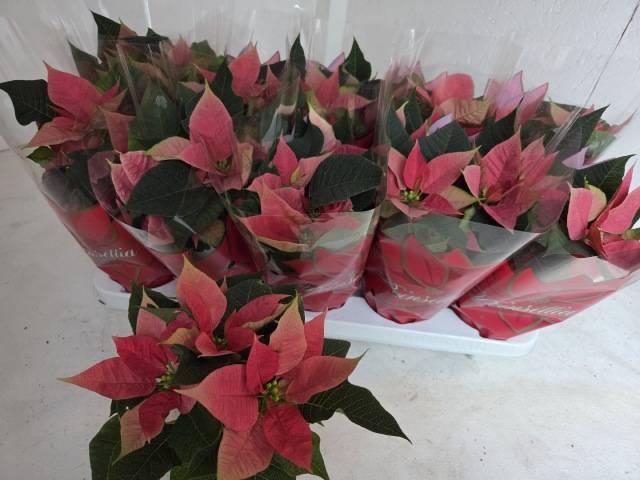 <h4>EUPHOR P MARS PINK</h4>