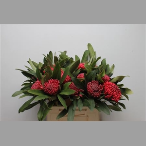 Protea Waratah