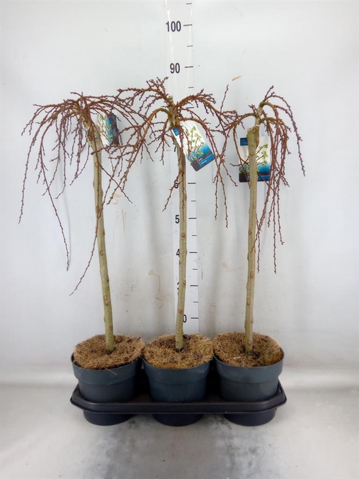 <h4>Salix arbuscula</h4>