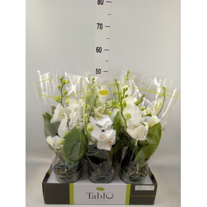 Phalaenopsis   ...white