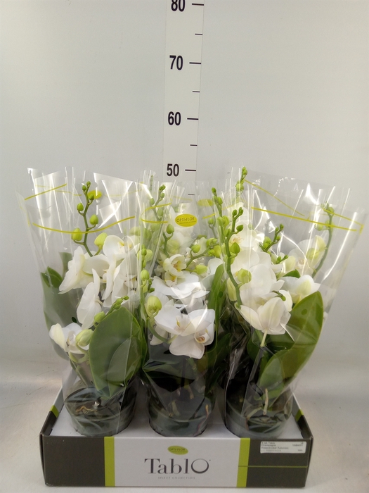 <h4>Phalaenopsis   ...white</h4>