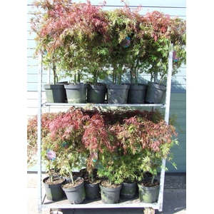 Acer palmatum 'Orangeola' P26 Full CC