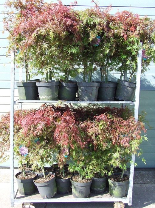 <h4>Acer palmatum 'Orangeola' P26</h4>