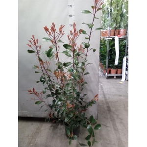Photinia fraseri