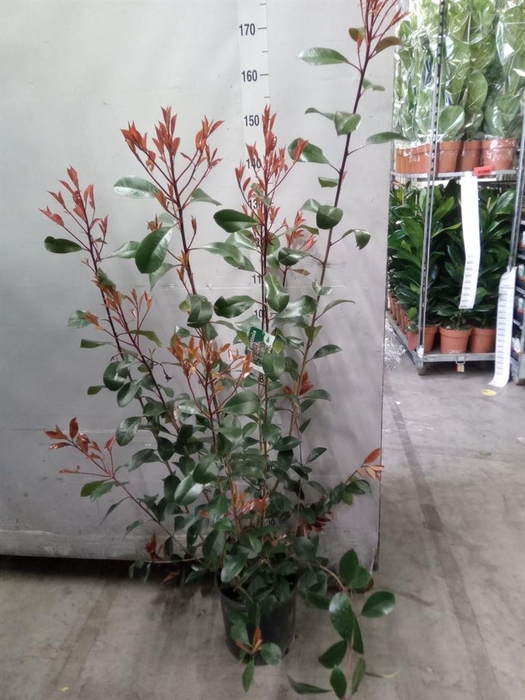 <h4>Photinia fraseri</h4>