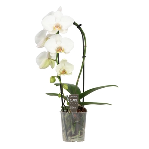 Phalaenopsis wit meer takken