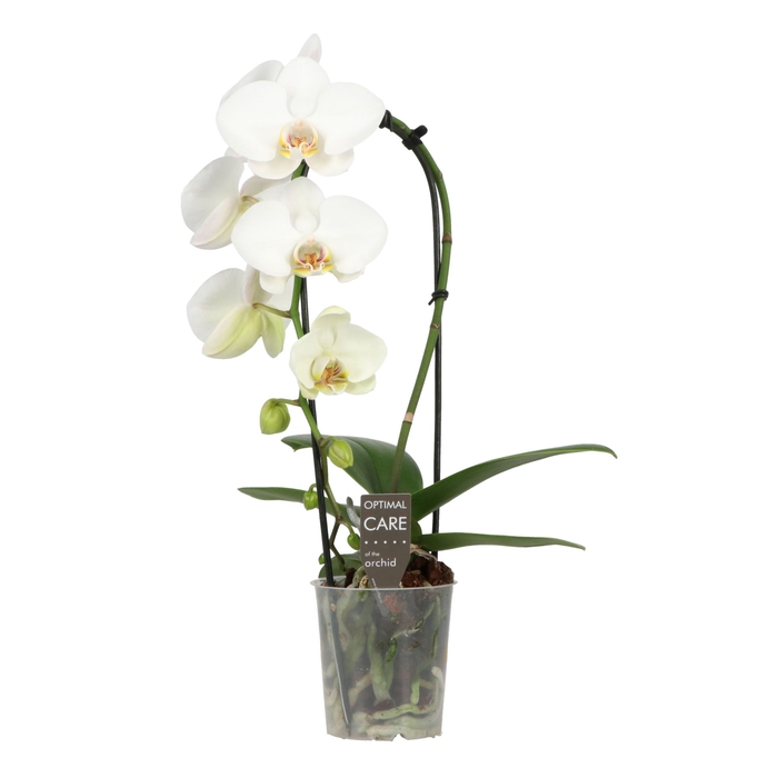 <h4>Phalaenopsis wit meer takken</h4>