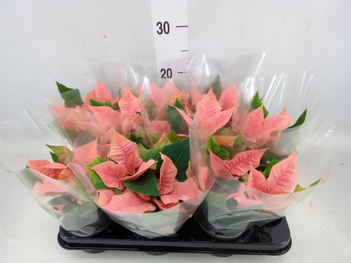 <h4>Euphorbia pulc. 'Pink Champagne'</h4>