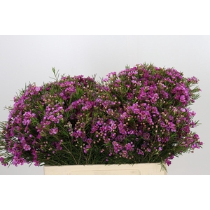 Chamelaucium Eden