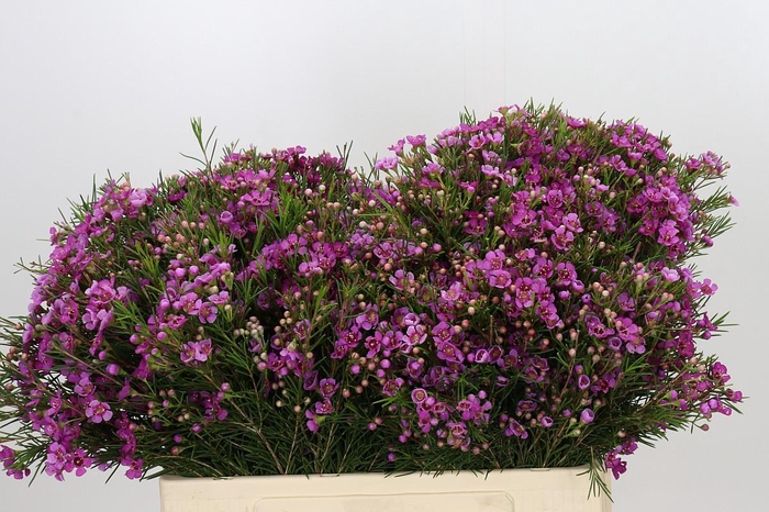 <h4>Chamelaucium Eden</h4>