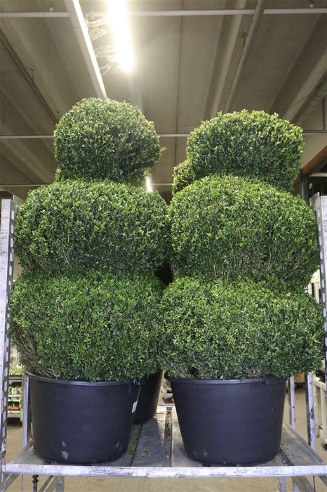 <h4>Buxu Sempervirens</h4>