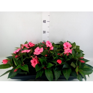 Impatiens NG 'Tamarinda Salmon'