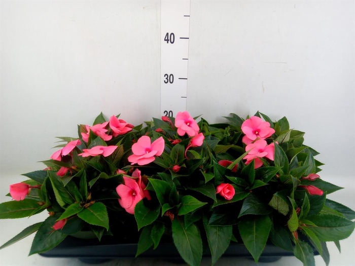 <h4>Impatiens NG 'Tamarinda Salmon'</h4>