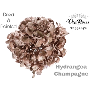 DRIED HYDRANGEA CHAMPAGNE
