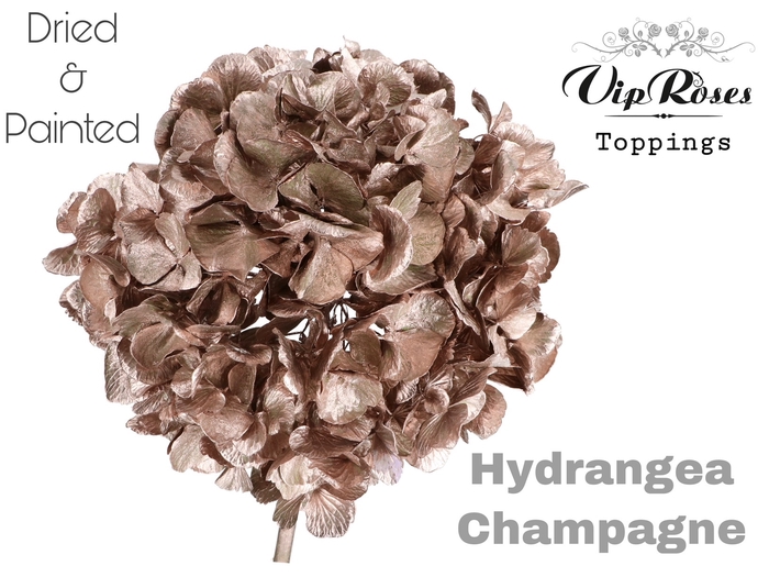 DRIED HYDRANGEA CHAMPAGNE