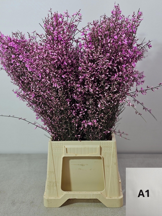 <h4>GINGSTER PB CERISE</h4>