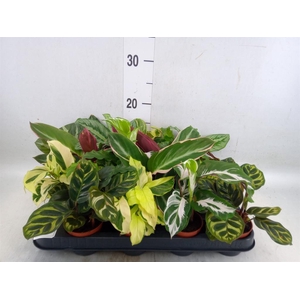 Calathea   ...mix