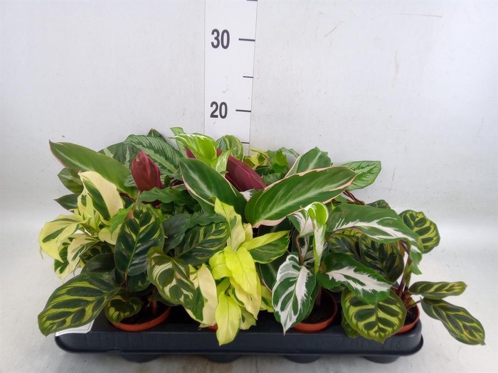 <h4>Calathea   ...mix</h4>