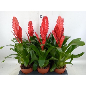 Vriesea  'Style'