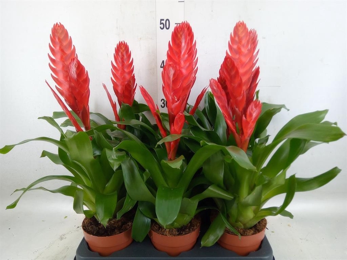 <h4>Vriesea  'Style'</h4>