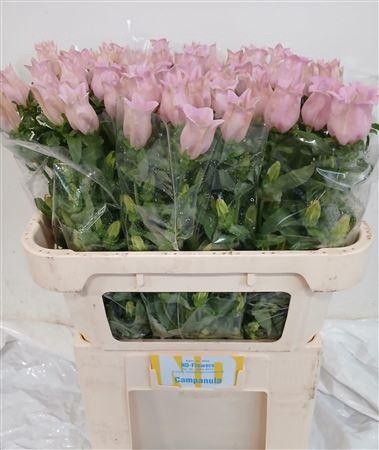 <h4>Camp M Cam Pear Pink</h4>