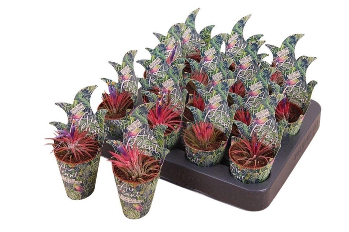 <h4>TILLANDSIA IONANTHA</h4>