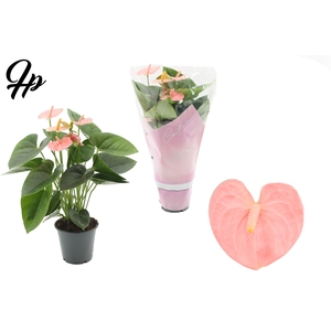 Anthurium 12 cm Spirit in Couture sleeve