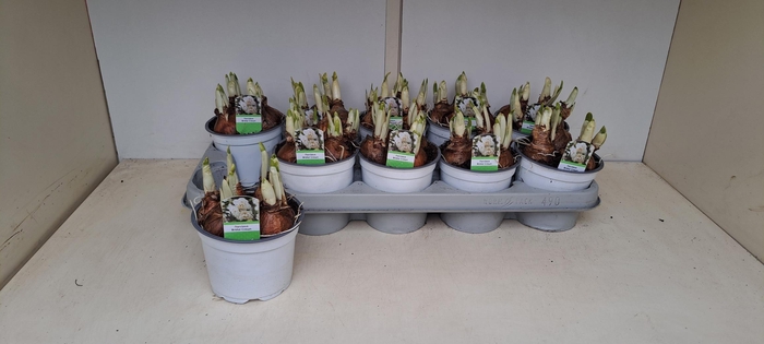 <h4>NARC D BRIDAL CROWN</h4>